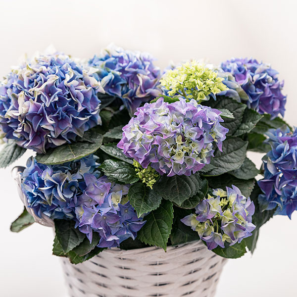 Zahnarztpraxis-Dachau---Blumen-im-Wartezimmer Korb mit blauen Hortensien.